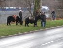 swap meet 2010